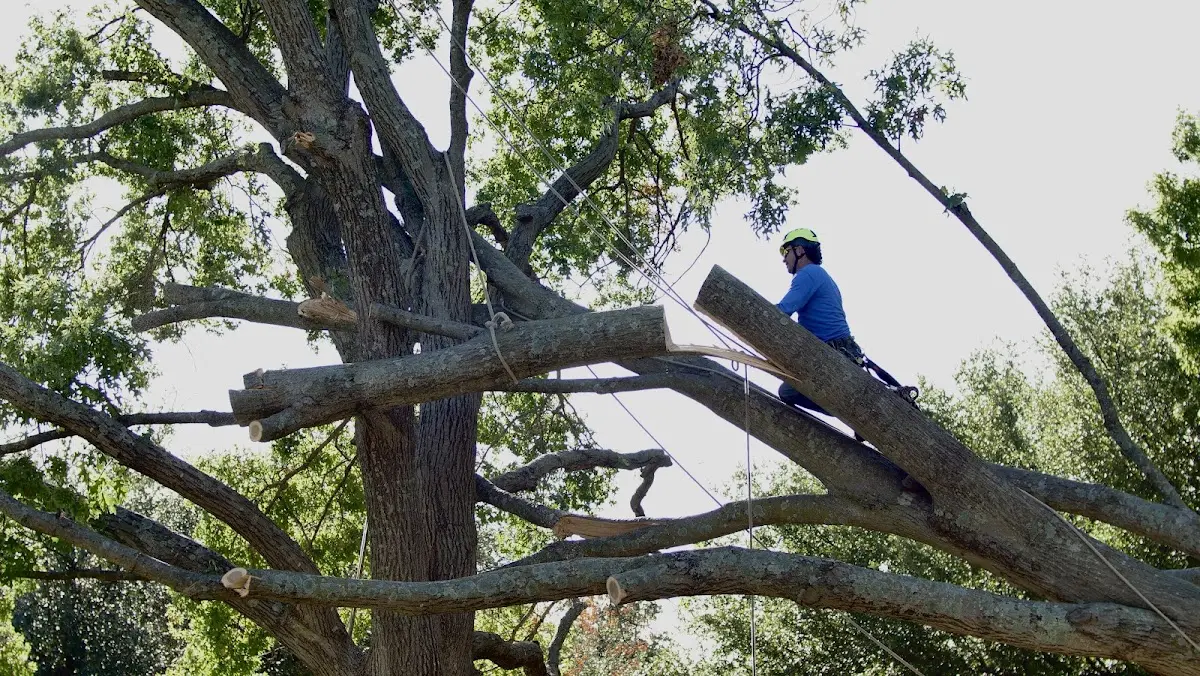 Professional Crown Thinning performed by certified arborists in Bee Spring